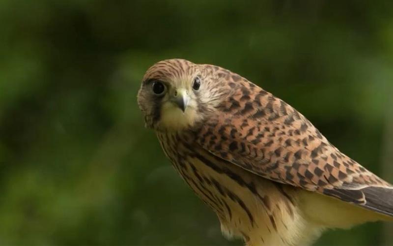 Kogelberg Biosphere Wildlife Rescue & Training Centre